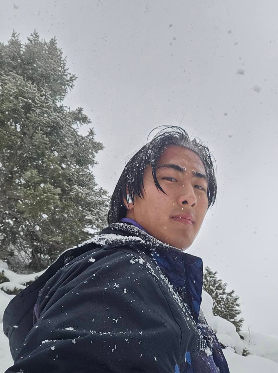 A snowy portrait beside evergreen trees in falling snow.